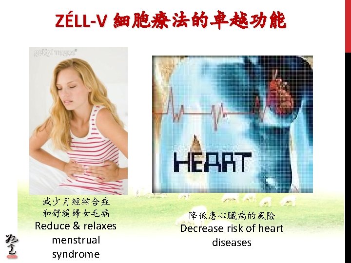 ZÉLL-V 細胞療法的卓越功能 減少月經綜合症 和舒緩婦女毛病 Reduce & relaxes menstrual syndrome 降低患心臟病的風險 Decrease risk of heart ZÉLL-V 細胞療法的卓越功能 減少月經綜合症 和舒緩婦女毛病 Reduce & relaxes menstrual syndrome 降低患心臟病的風險 Decrease risk of heart