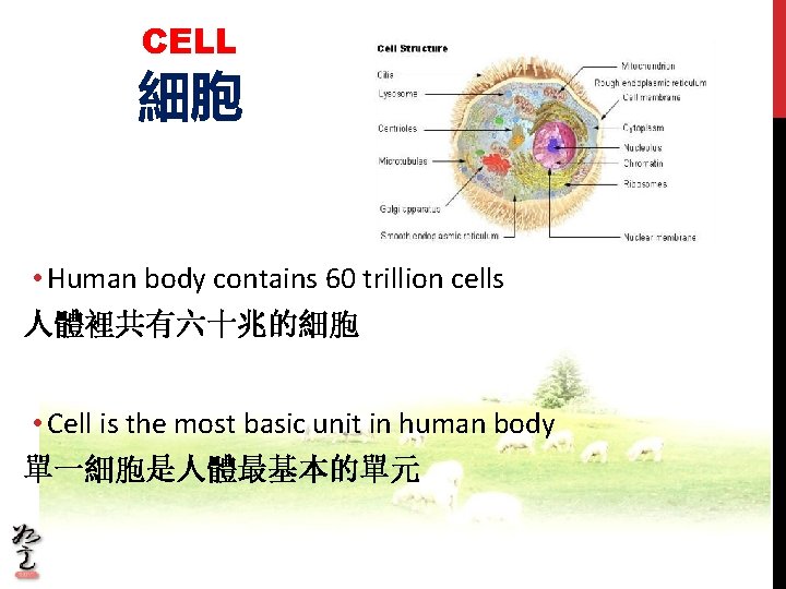 CELL 細胞 • Human body contains 60 trillion cells 人體裡共有六十兆的細胞 • Cell is the