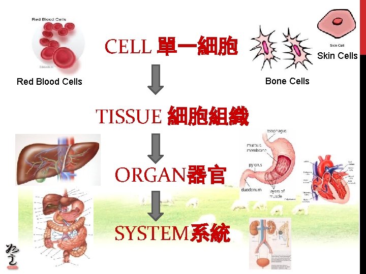 CELL 單一細胞 Skin Cells Bone Cells Red Blood Cells TISSUE 細胞組織 ORGAN器官 SYSTEM系統 CELL 單一細胞 Skin Cells Bone Cells Red Blood Cells TISSUE 細胞組織 ORGAN器官 SYSTEM系統