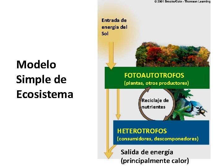 Entrada de energía del Sol Modelo Simple de Ecosistema FOTOAUTOTROFOS (plantas, otros productores) Reciclaje