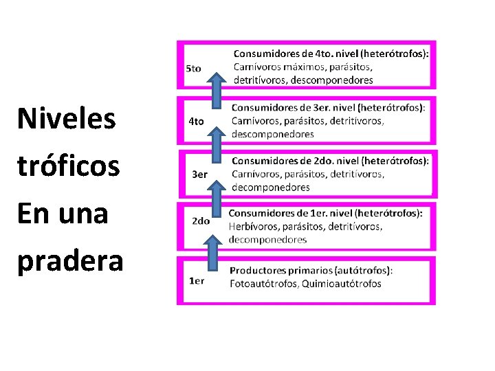 Niveles tróficos En una pradera 