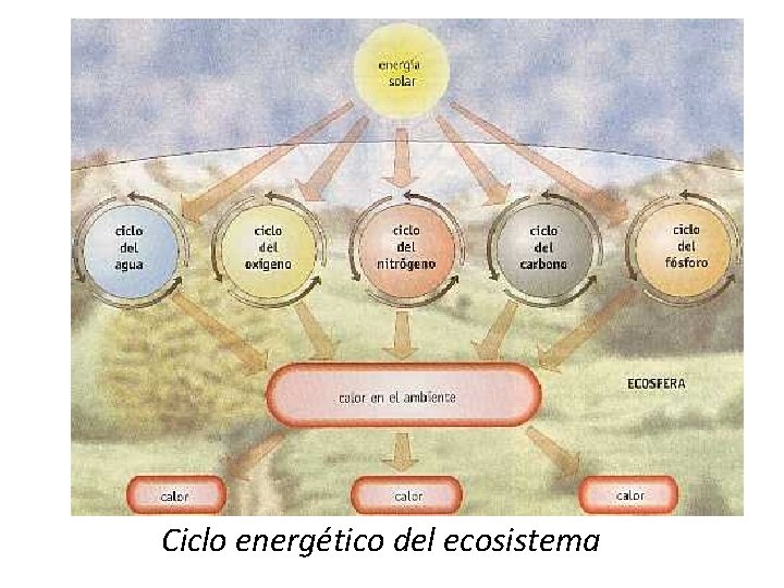 Ciclo energético del ecosistema 