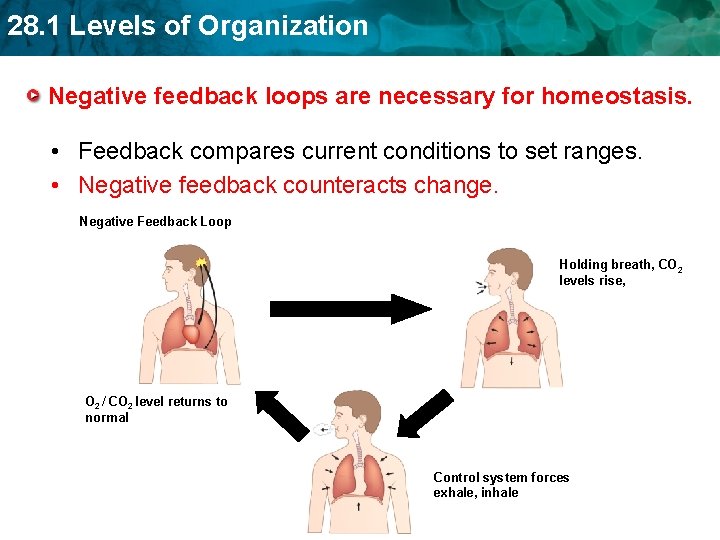28. 1 Levels of Organization Negative feedback loops are necessary for homeostasis. • Feedback