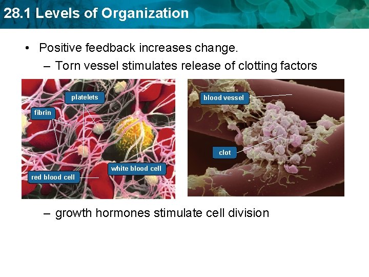 28. 1 Levels of Organization • Positive feedback increases change. – Torn vessel stimulates