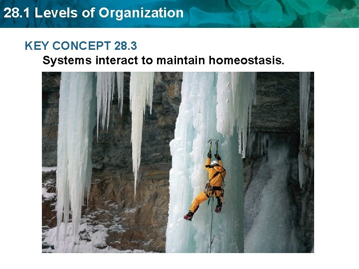 28. 1 Levels of Organization KEY CONCEPT 28. 3 Systems interact to maintain homeostasis.