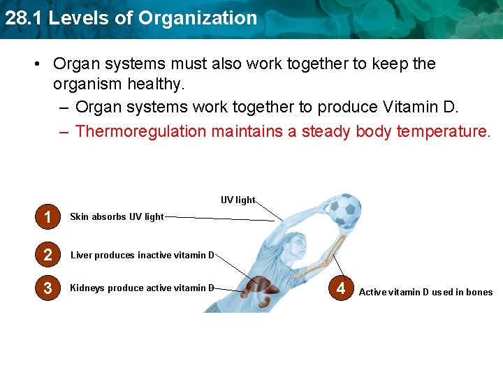 28. 1 Levels of Organization • Organ systems must also work together to keep