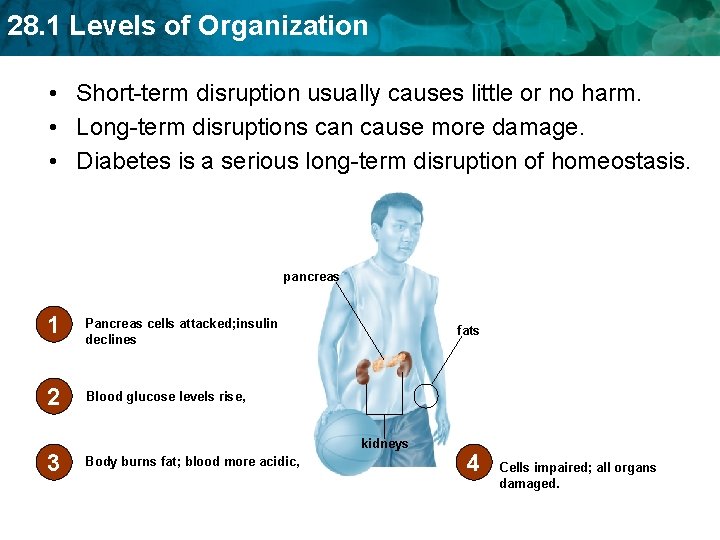 28. 1 Levels of Organization • Short-term disruption usually causes little or no harm.