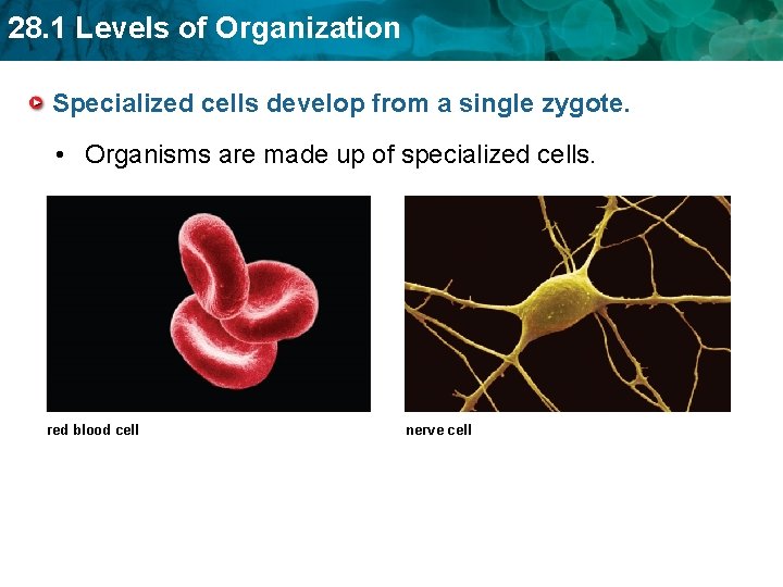 28. 1 Levels of Organization Specialized cells develop from a single zygote. • Organisms