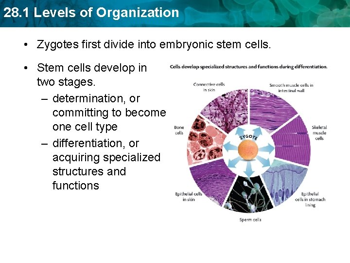 28. 1 Levels of Organization • Zygotes first divide into embryonic stem cells. •