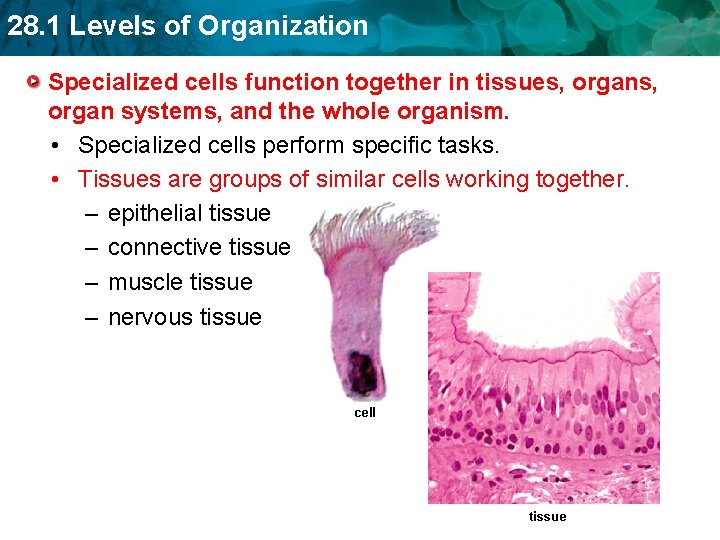 28. 1 Levels of Organization Specialized cells function together in tissues, organ systems, and