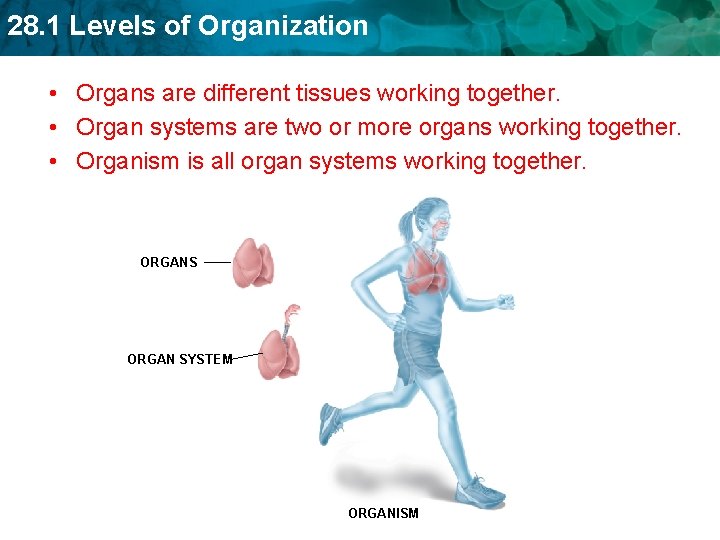 28. 1 Levels of Organization • Organs are different tissues working together. • Organ