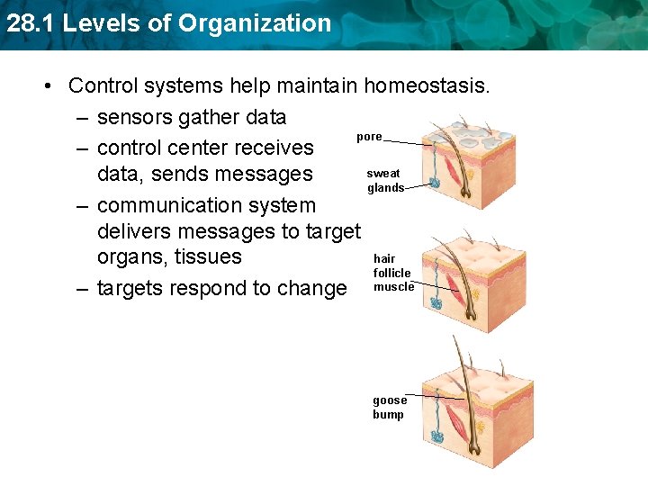 28. 1 Levels of Organization • Control systems help maintain homeostasis. – sensors gather