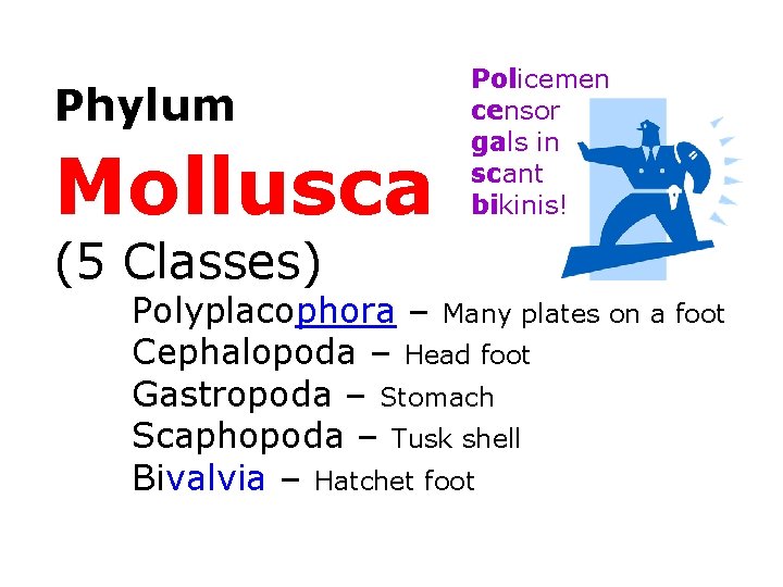 Phylum Mollusca (5 Classes) Policemen censor gals in scant bikinis! Polyplacophora – Many plates