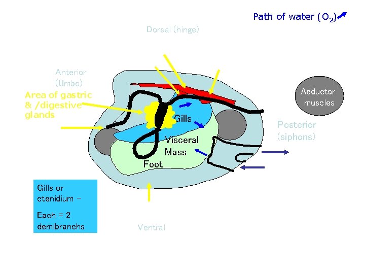 Path of water (O 2) Dorsal (hinge) Anterior (Umbo) Heart Ventricle Auricle Bulbus arteriosus