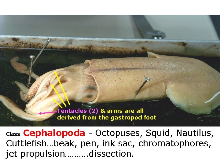 Tentacles (2) & arms are all derived from the gastropod foot Cephalopoda - Octopuses,