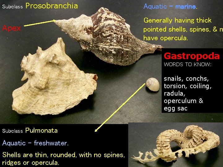 Subclass Prosobranchia Aquatic – marine. Generally having thick pointed shells, spines, & m have