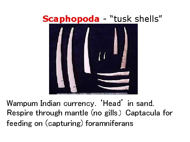 Class Scaphopoda - “tusk shells” Wampum Indian currency. ‘Head’ in sand. Respire through mantle