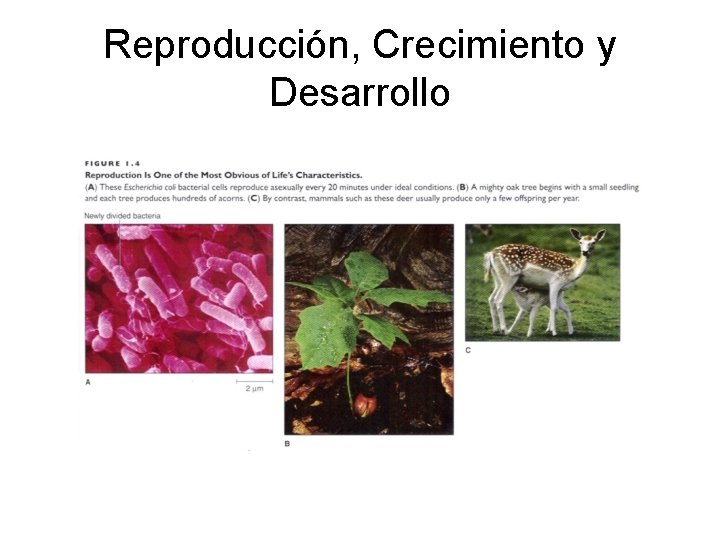 Reproducción, Crecimiento y Desarrollo 