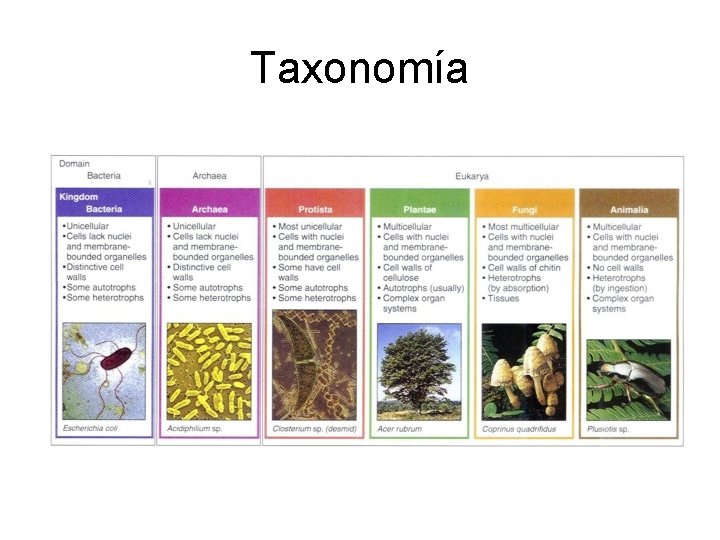 Taxonomía 