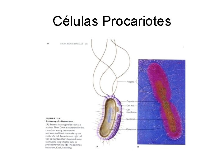 Células Procariotes 