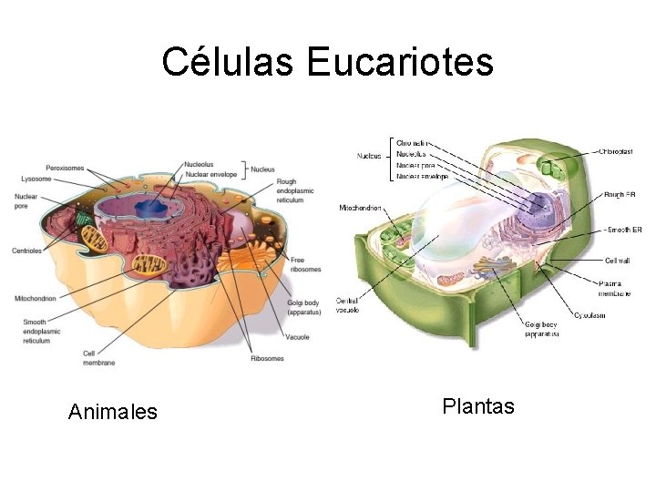Células Eucariotes Animales Plantas 