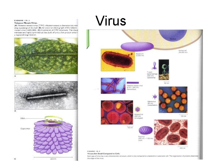 Virus 