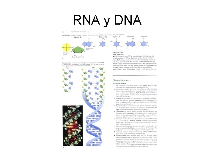 RNA y DNA 