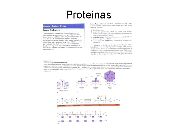 Proteinas 