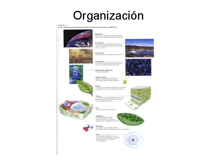 Organización 