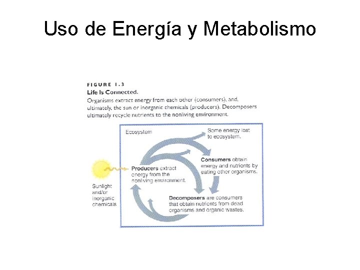 Uso de Energía y Metabolismo 