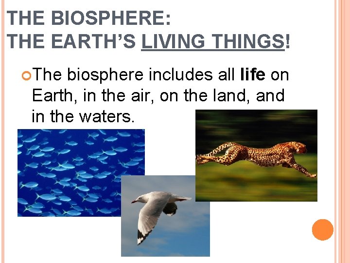 THE BIOSPHERE: THE EARTH’S LIVING THINGS! The biosphere includes all life on Earth, in