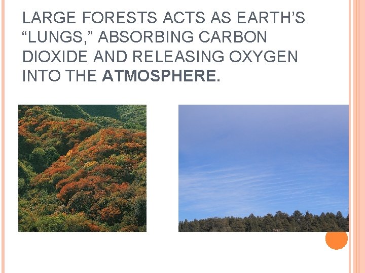 LARGE FORESTS ACTS AS EARTH’S “LUNGS, ” ABSORBING CARBON DIOXIDE AND RELEASING OXYGEN INTO