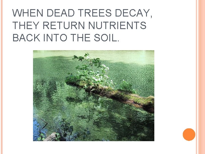 WHEN DEAD TREES DECAY, THEY RETURN NUTRIENTS BACK INTO THE SOIL. 