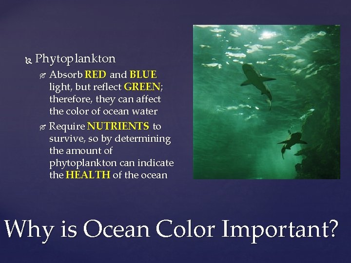  Phytoplankton Absorb RED and BLUE light, but reflect GREEN; therefore, they can affect