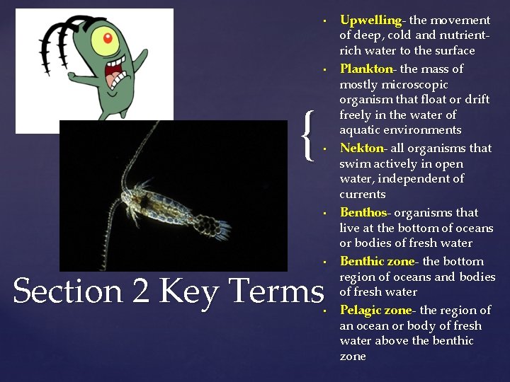  • • { • • • Section 2 Key Terms • Upwelling- the