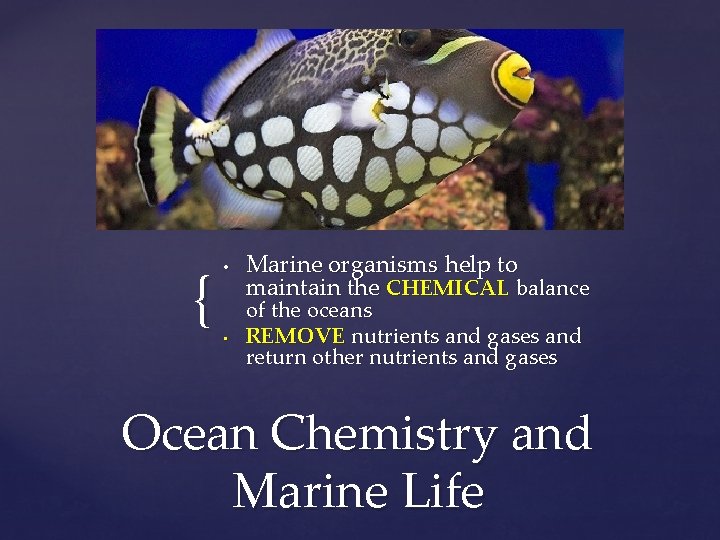 { • • Marine organisms help to maintain the CHEMICAL balance of the oceans
