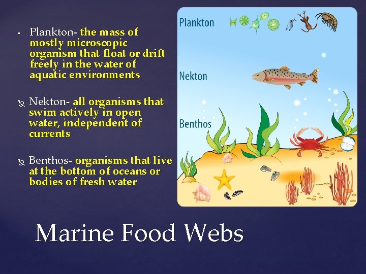 • Plankton- the mass of mostly microscopic organism that float or drift freely