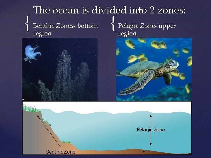 { The ocean is divided into 2 zones: Benthic Zones- bottom region { Pelagic