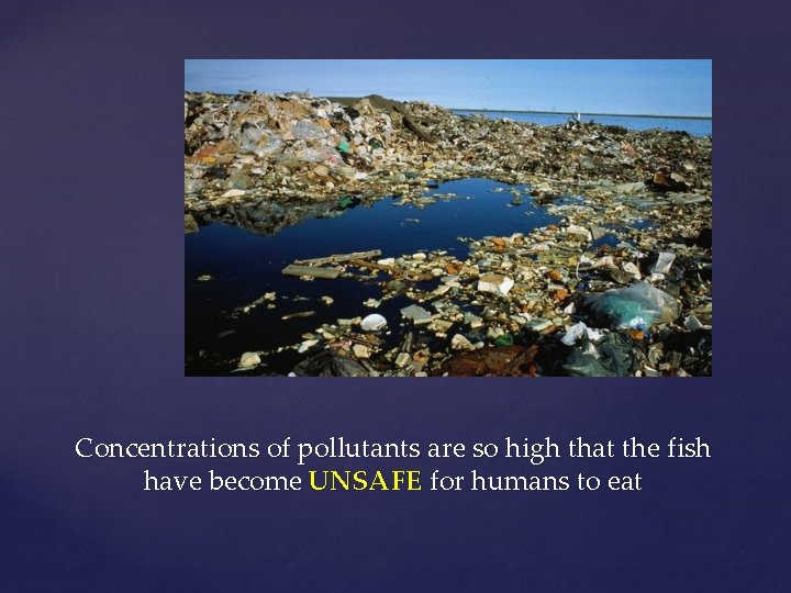 Concentrations of pollutants are so high that the fish have become UNSAFE for humans