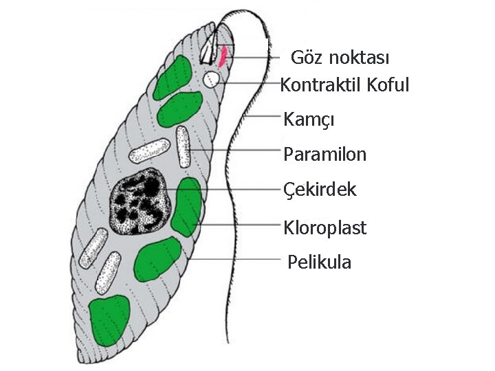 Göz noktası Kontraktil Koful Kamçı Paramilon Çekirdek Kloroplast Pelikula 