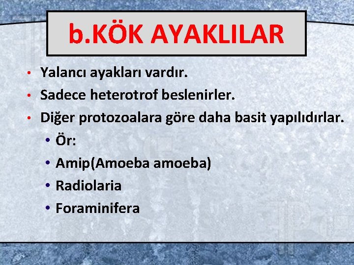 b. KÖK AYAKLILAR Yalancı ayakları vardır. • Sadece heterotrof beslenirler. • Diğer protozoalara göre