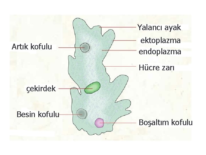 Yalancı ayak Artık kofulu ektoplazma endoplazma Hücre zarı çekirdek Besin kofulu Boşaltım kofulu 