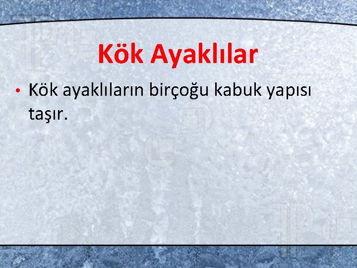 Kök Ayaklılar • Kök ayaklıların birçoğu kabuk yapısı taşır. 