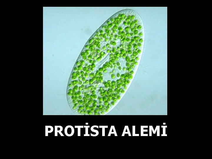 PROTİSTA ALEMİ 