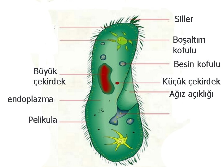 Siller Boşaltım kofulu Büyük çekirdek endoplazma Pelikula Besin kofulu Küçük çekirdek Ağız açıklığı 