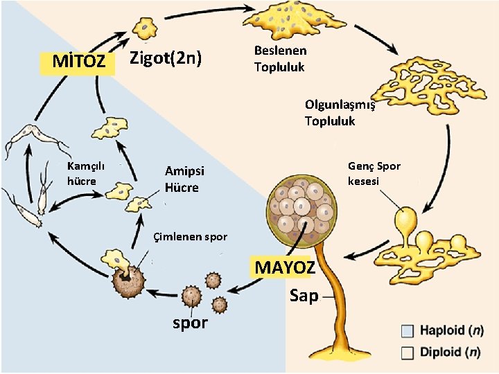 MİTOZ Zigot(2 n) Beslenen Topluluk Olgunlaşmış Topluluk Kamçılı hücre Genç Spor kesesi Amipsi Hücre