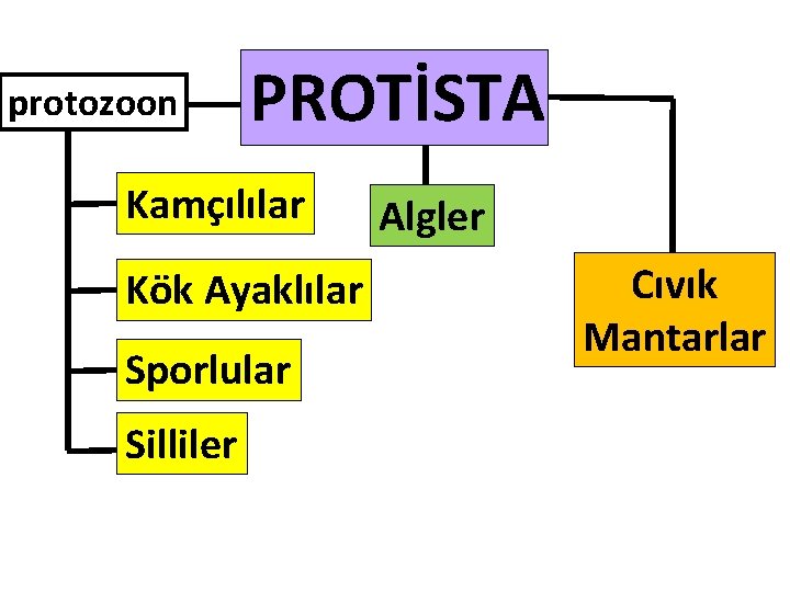 protozoon PROTİSTA Kamçılılar Kök Ayaklılar Sporlular Silliler Algler Cıvık Mantarlar 