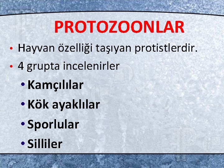PROTOZOONLAR Hayvan özelliği taşıyan protistlerdir. • 4 grupta incelenirler • • Kamçılılar • Kök