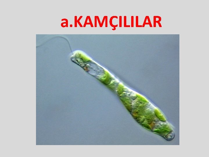 a. KAMÇILILAR 