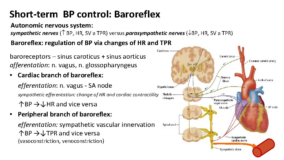 Short-term BP control: Baroreflex Autonomic nervous system: sympathetic nerves ( BP, HR, SV a
